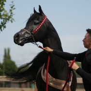 Midland Festival, U.K., (int. C-Show)
